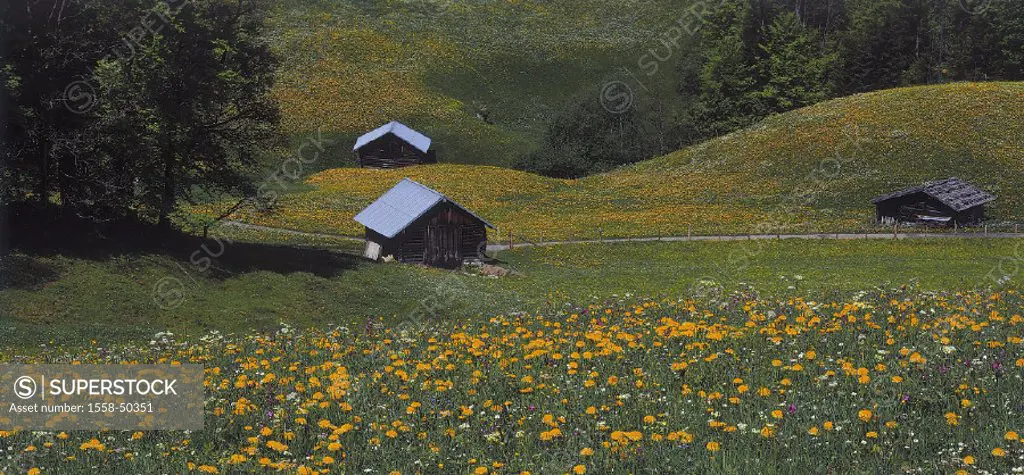 Mountain meadow, spring, meadows, flower meadows, flowers, blooms, Buckelwiesen meadows, hillside, wood cottages, cottages, track, nature