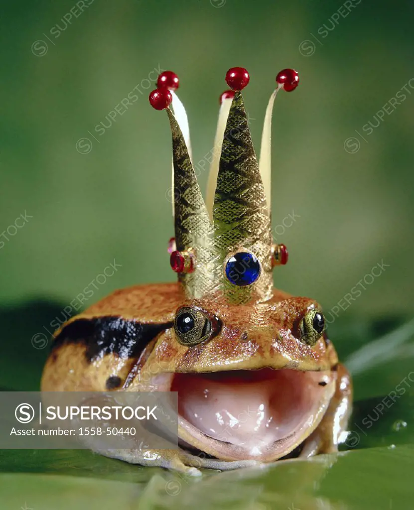 Frog, crown,´ frog king´, symbol, fairy-tales, humor, animal, fairy-tale figure, fairy-tale shape, king crown, brothers Grimm