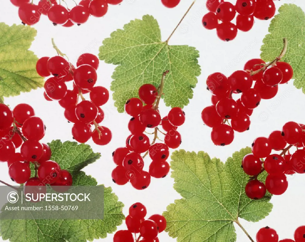 Red currants, Ribes rubrum