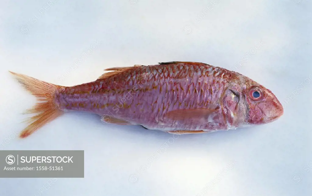 Food fish, Black sea bream, Still life