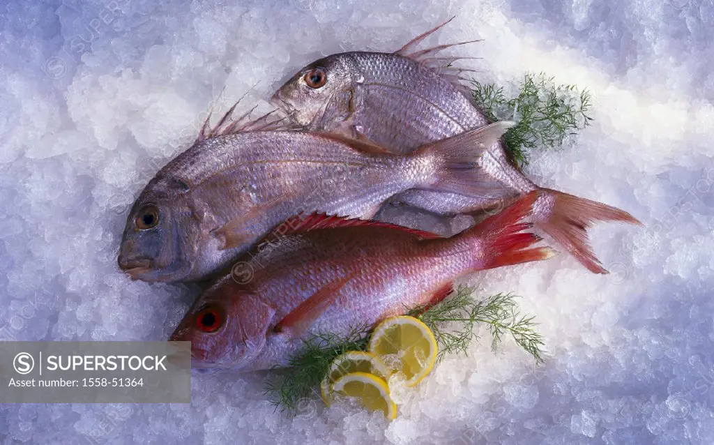 Food fishes, Red Snapper, Sea bream