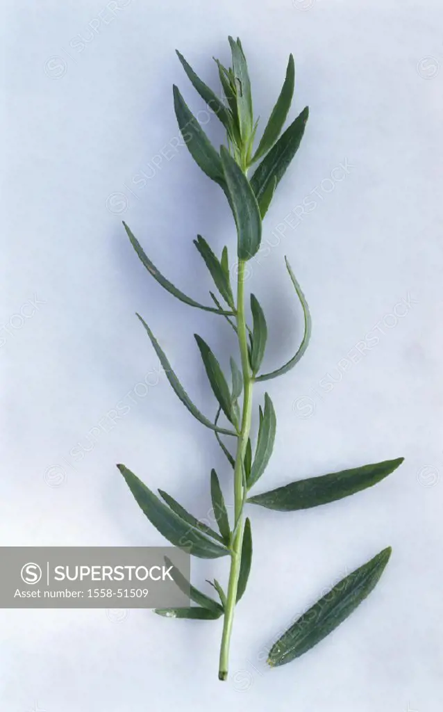 Tarragon, Artemisia dracunculus