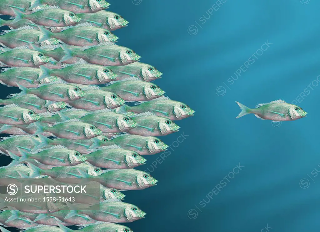 Fish, symbol, group, leaders,   Fish, fish swarm, symbol picture, group, competition, loners, Managment, managers, leaders, leadership, boss, herd, le...