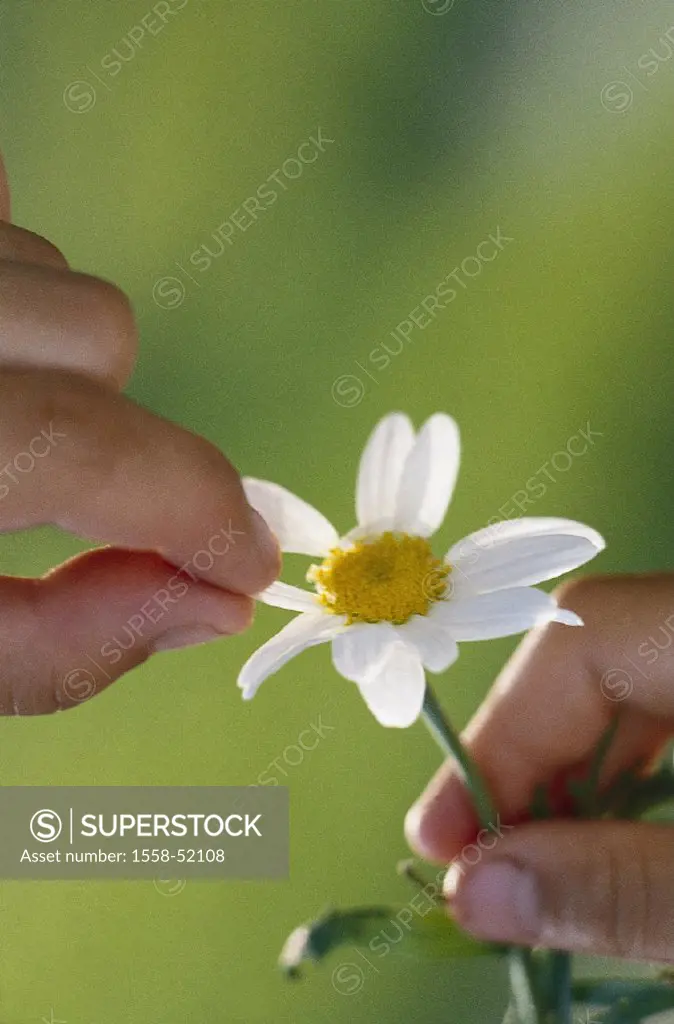Daisy bloom, child hands, petals, departs plant, flower, daisy,´ he/it loves me, he/it doesn´t love me, child, detail, hand, fingers,