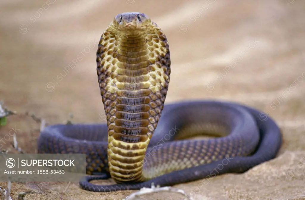 Egyptian cobra, Naja haje anchietae, outside