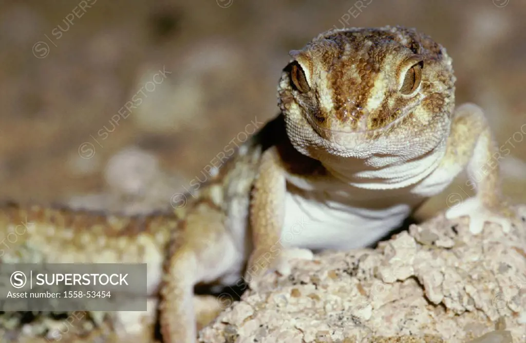 Sandgecko, Chondrodactylus angulifer, outside
