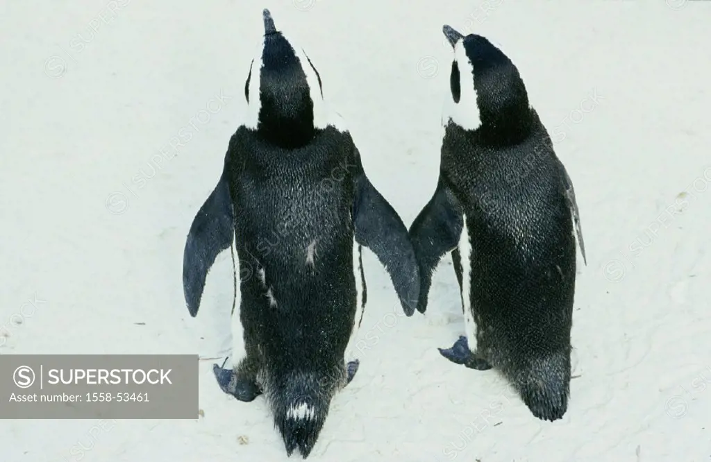 Glasses penguins, Spheniscus demersus, back opinion