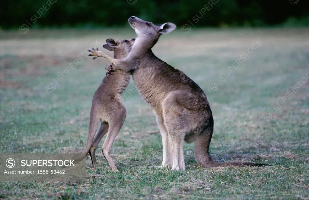 Meadow, eastern gray giant kangaroo, Macropus giganteus