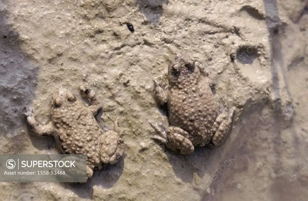 Mud, yellow stomach toads, Bombina variegata