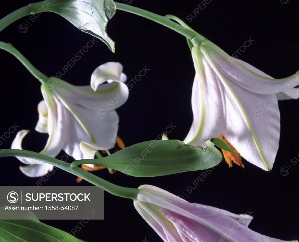Lilies, Lilium spec., blooms, plants