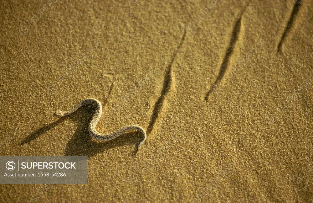 Sand, Peringuey-Wüstenotter, Bitis peringueyi