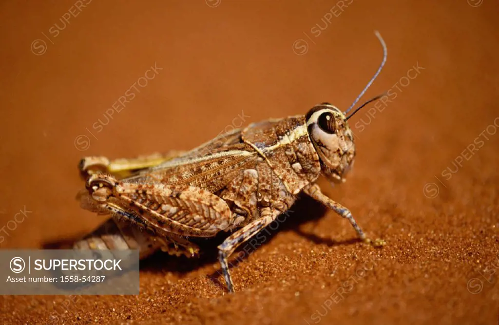Sand, locust, Acrididae