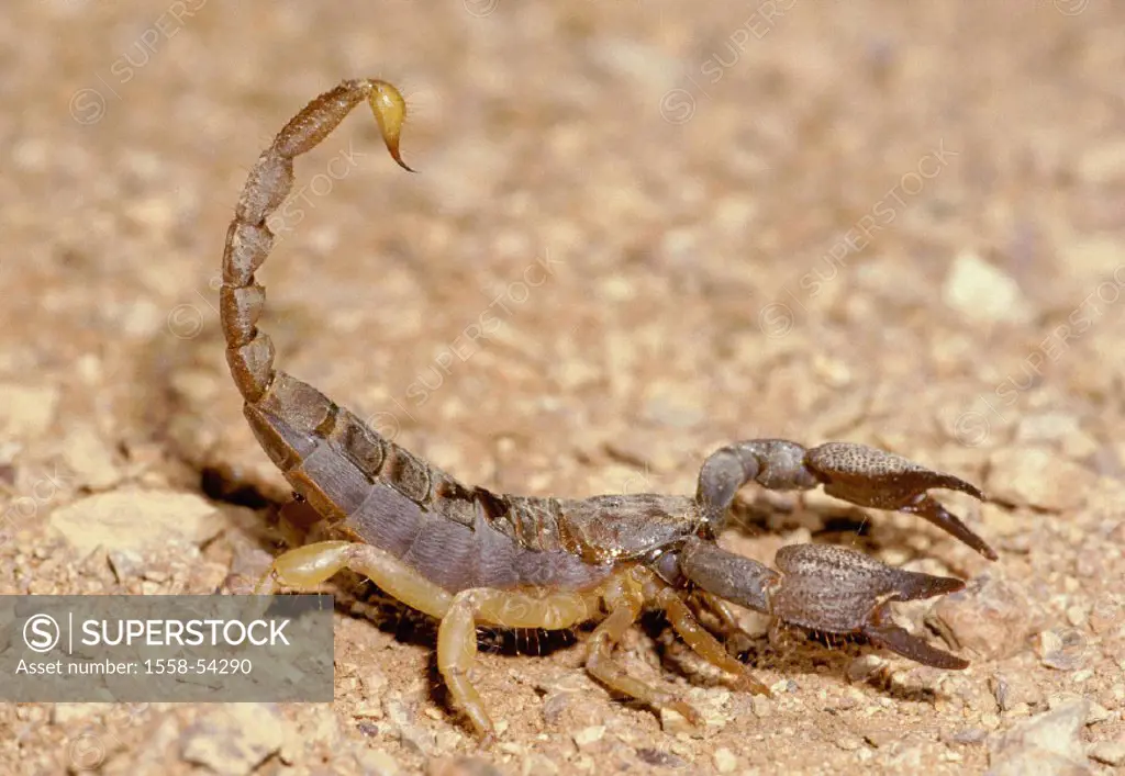 Scorpion, Opistophthalmus spec., attack position