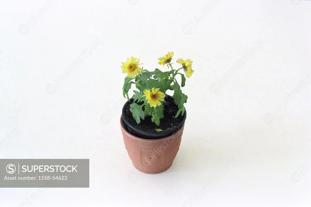 Potted plant, chrysanthemum, Chrysanthemum spec.
