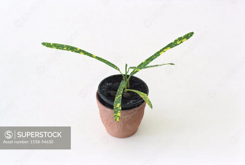 Potted plant, Croton, Codiaeum variegatum
