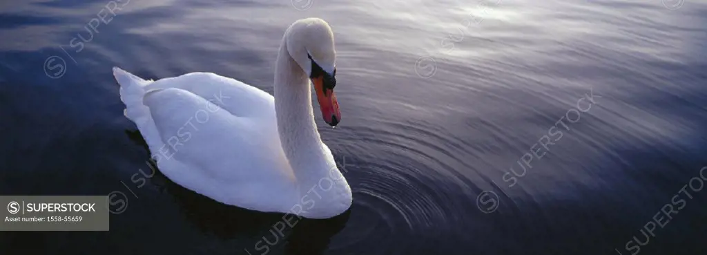 Sea, hump swan, Cygnus olor