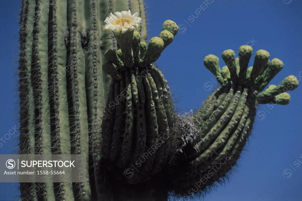 USA, Arizona, Saguaro-Kaktus