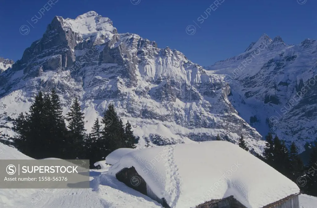 Switzerland, Berner head country, Grindelwald,