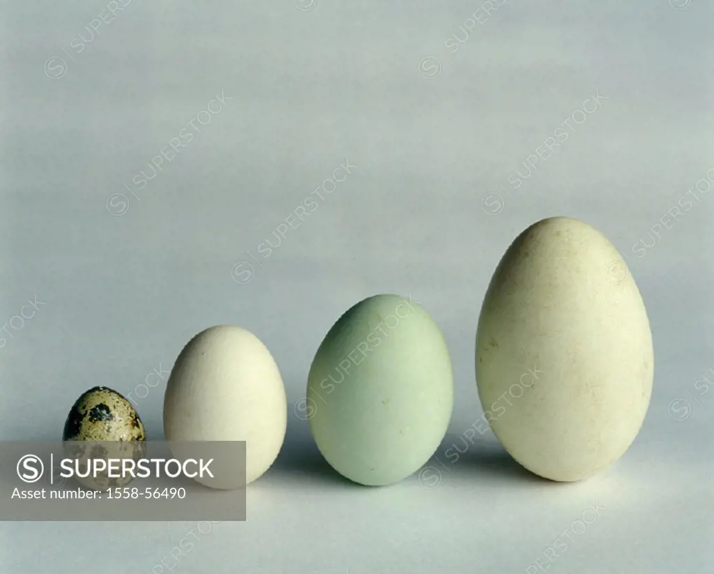 Eggs, size difference, house goose