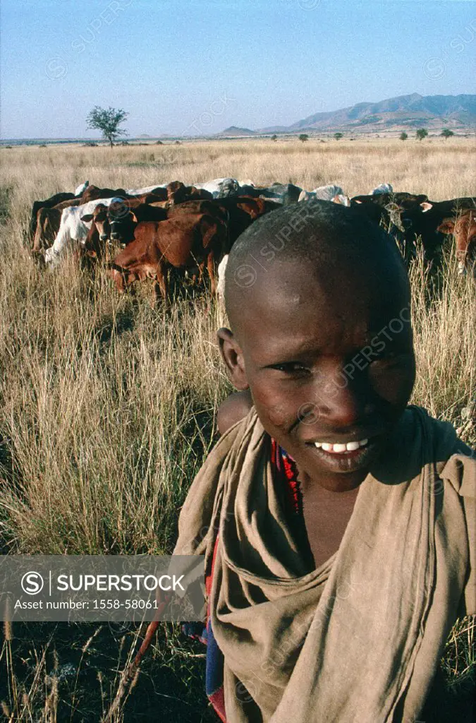 Tanzania, Manyara region, livestock