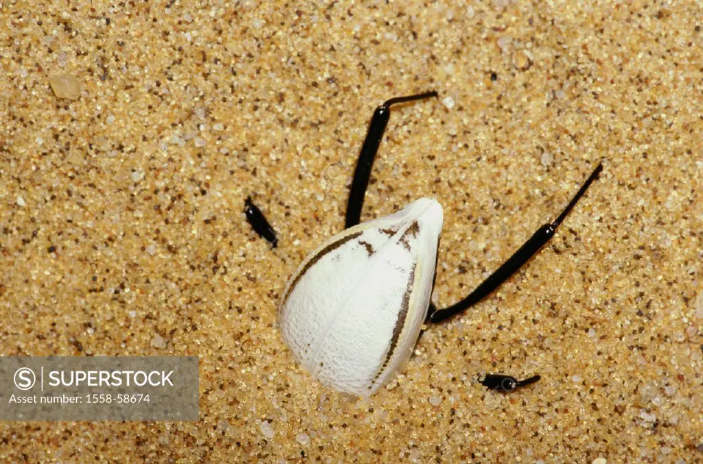 Sand, black bugs, Onimacris bicolor