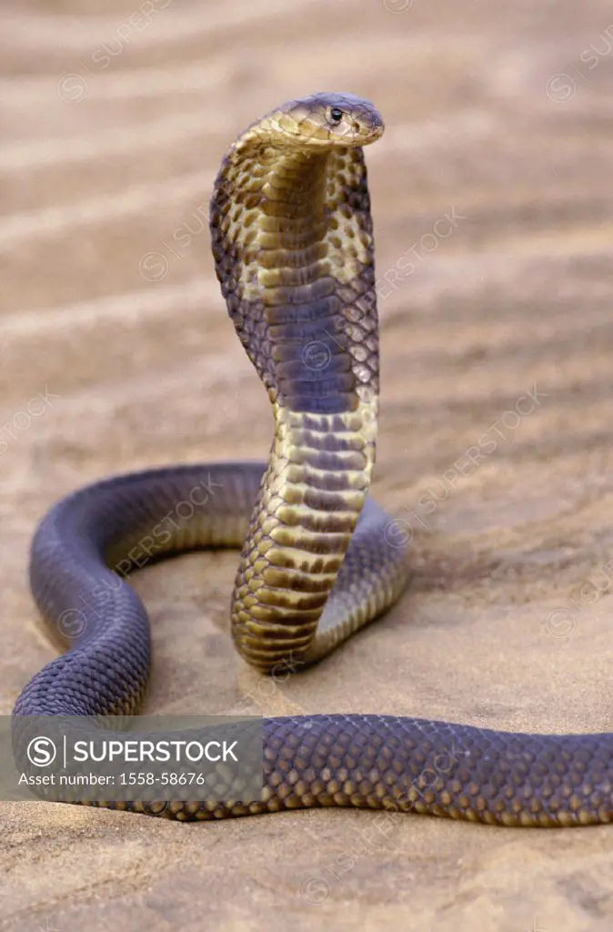 Sand, Egyptian cobra,