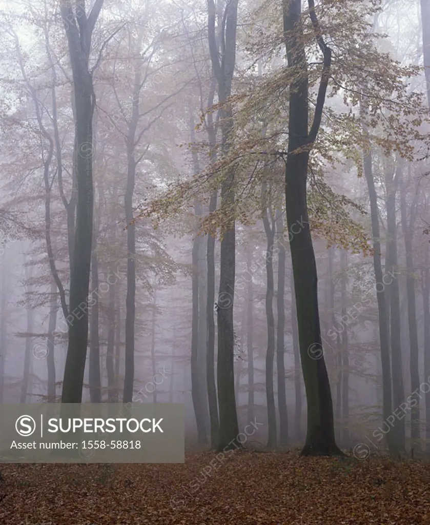 Beech forest, fogs, autumn, foliage,   Forest, beeches, beech plants, trees, silence, silence, tree-trunks, trunks, deciduous trees, forest ground, fa...