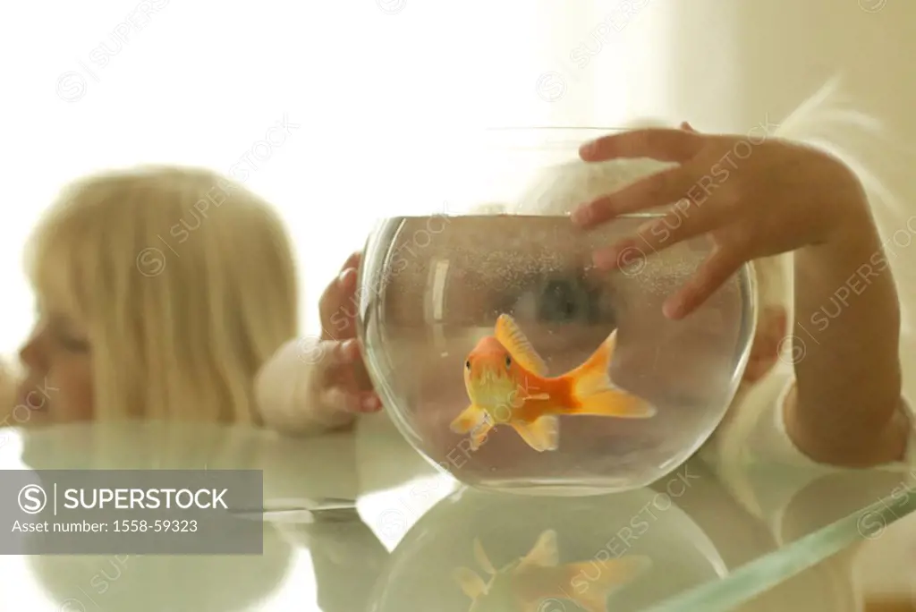 Goldfish glass, goldfish, Carassius  auratus auratus, background, girls,  observes, fuzziness Series, Aquaristik, aquarium, glass vessel, glass, ball ...