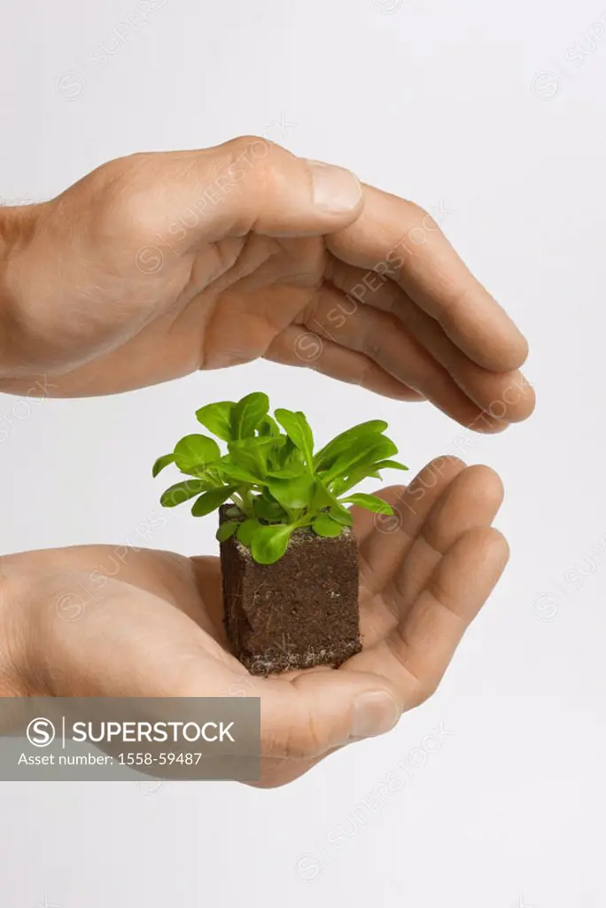 Hands, Salatpflänzchen, hold,  protects   Studio, plant, planting little, salad, corn salad, small, tender, young, growth, biology, agriculture, culti...