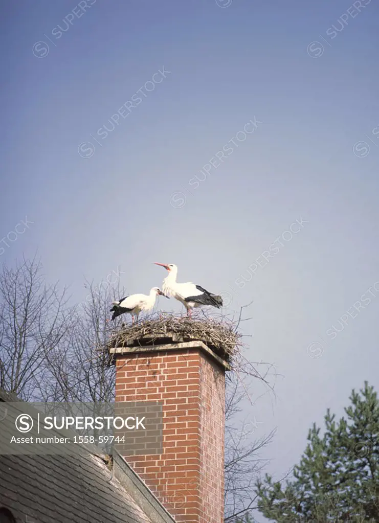 Chimney, Storchenpaar, nest   House, buildings, chimney, animals, birds, waders, Störche, Ciconiidae, couple, white stork, Ciconia ciconia, increase, ...