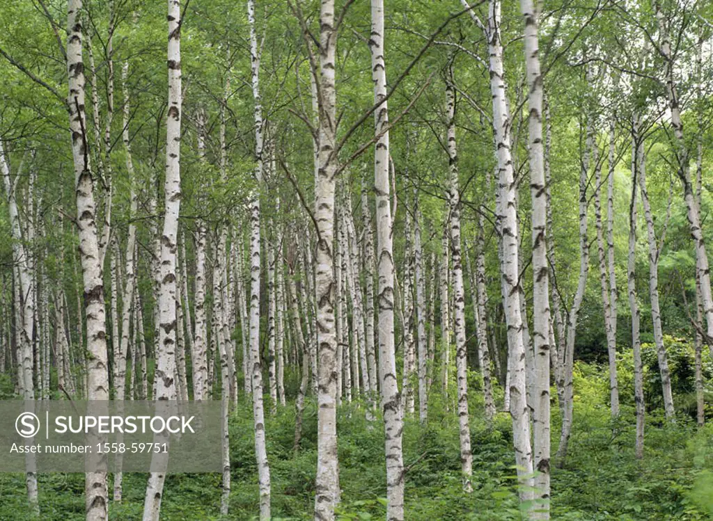 Birch forest   Nature, botany, vegetation, plants, fauna, trees, forest, birches, Betula, tree-trunks, ecology, ecosystem, color mood green, untouched...