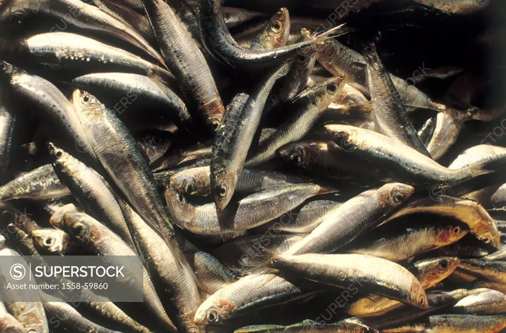 Sardines, detail,   Fish, Pilchard, Sardina pilchardus, herring, small, haul, catch-newly, newly, roughly, many, food, food, still life,