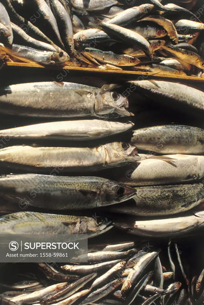 Sardines, mackerels, size,  differently, detail  Fish, Pilchard, Sardina pilchardus, herring, Scombridae, mackerel fish, small, big, middle, haul, cat...