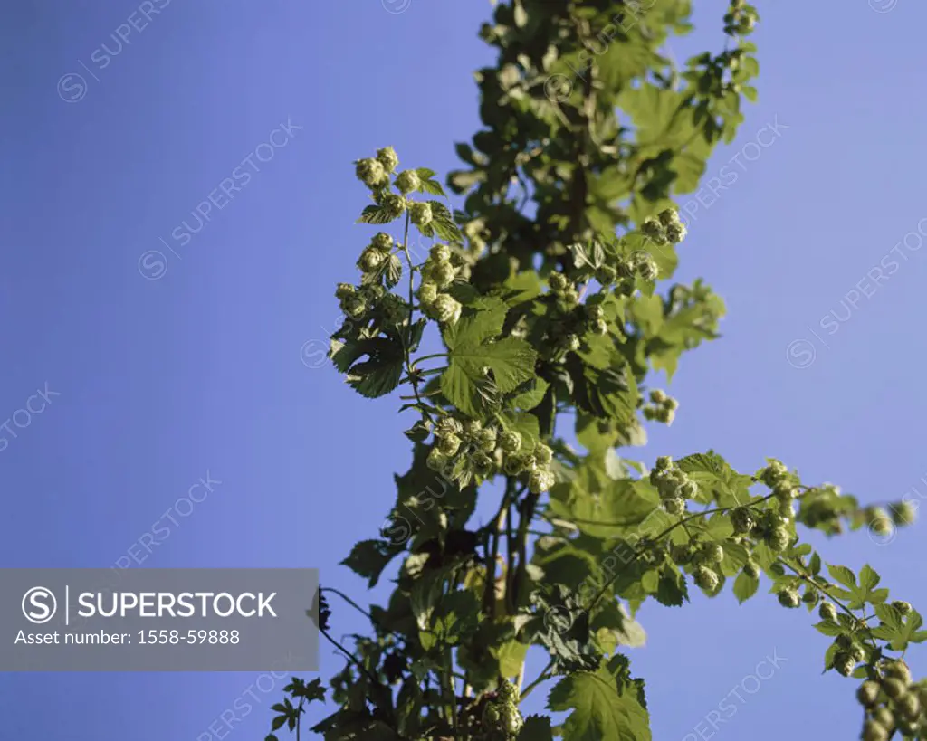 More awfully hop, Humulus lupulus,  Detail, blooms, abandoned,  Plant, Kletterstauden, climbing plant, mulberry plants, Moraceae, Hupfen, hop, Hoppen,...