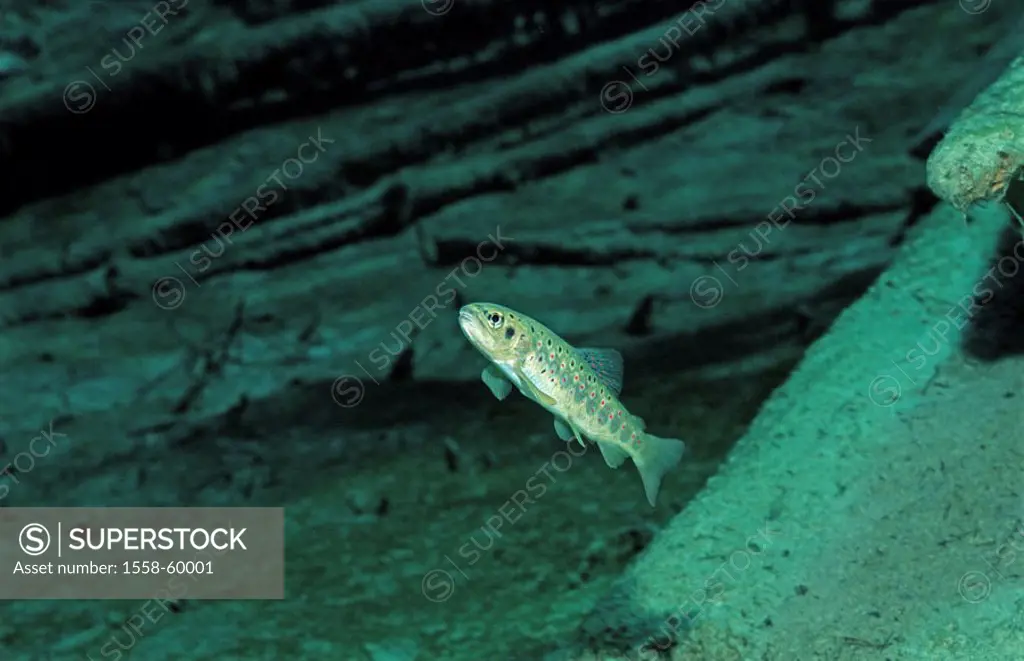 Underwater reception, brown trout, Salmo trutta forma fario  Fish of the year 2005 Freshwater fish, freshwater, fish, fish, Salmonide, Salmonidae, sal...