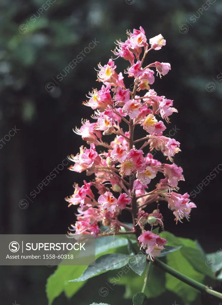 Red horse chestnut, Aesculus carnea,  Detail, bloom, Tree of the year 2005  Plant, tree, Spanish chestnut tree, steed Spanish chestnut tree,  Chestnut...