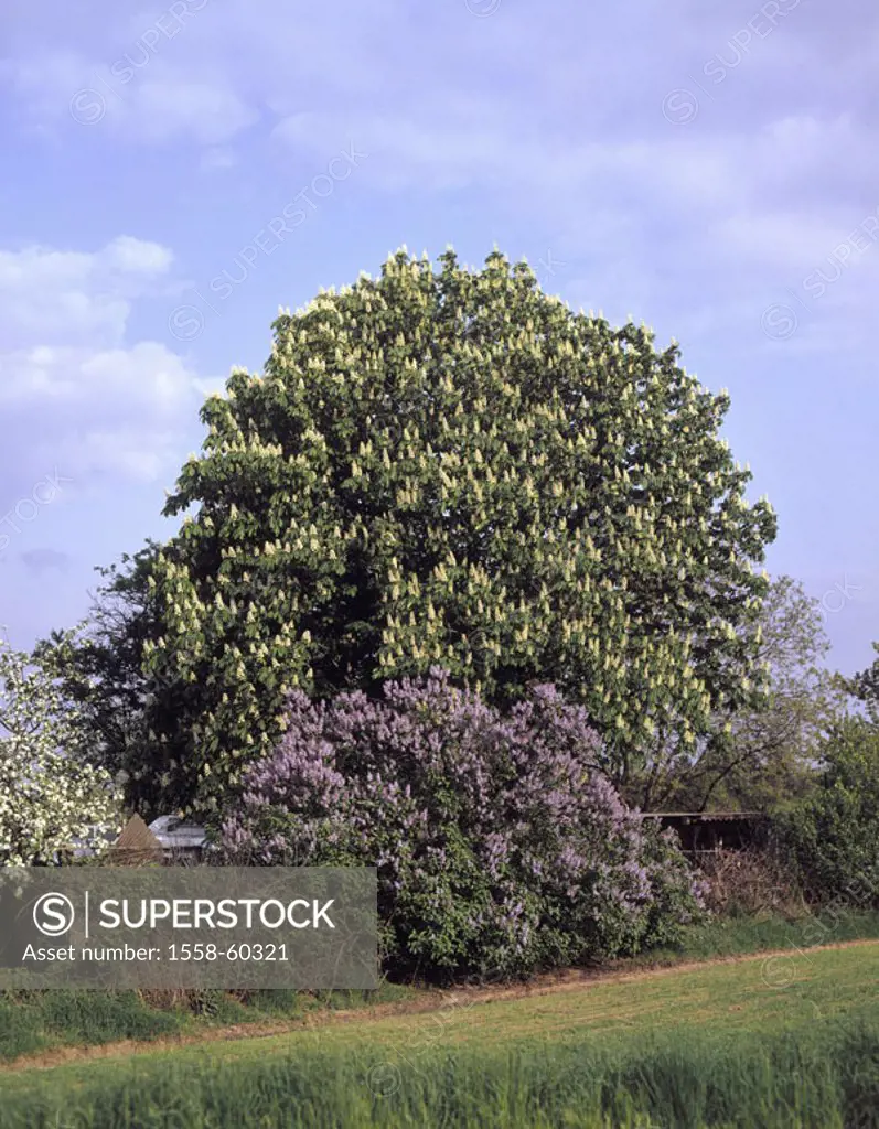 Field edge, mean horse chestnut, Aesculus hippocastanum, lilac bush, blooms Tree of the year 2005 Shrubs, plants, tree, Spanish chestnut tree, steed S...