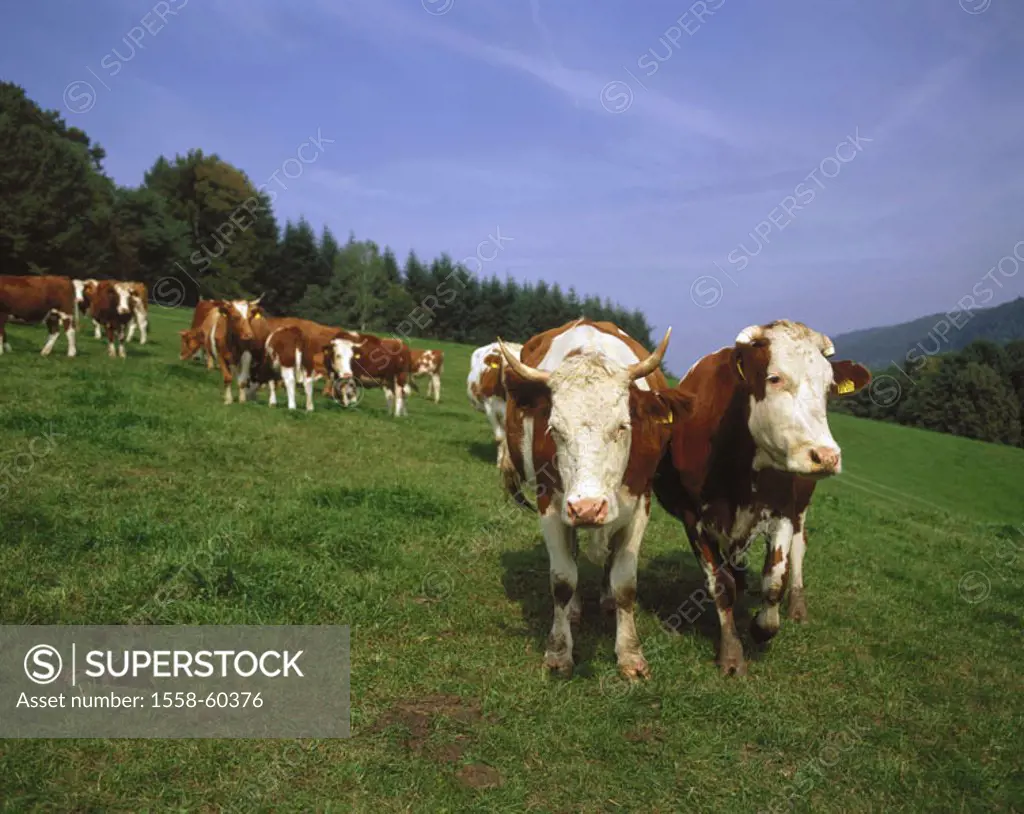 Meadow, cows,  Biotope of the year 2005 Pasture, animals, mammals, farm animals, horn animals, ruminants, house cows, cows, race, stain livestock, Rot...