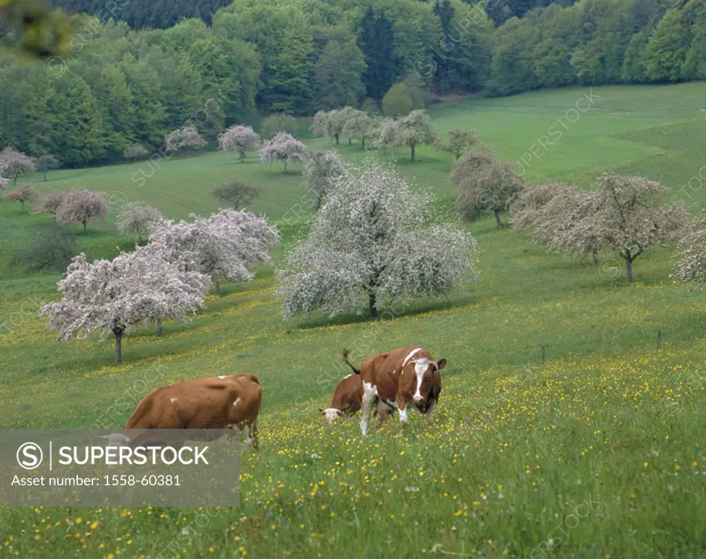 Meadow, cows, spring, eat  Biotope of the year 2005 Pasture, animals, mammals, farm animals, horn animals, ruminants, house cows, cows, young, race, s...