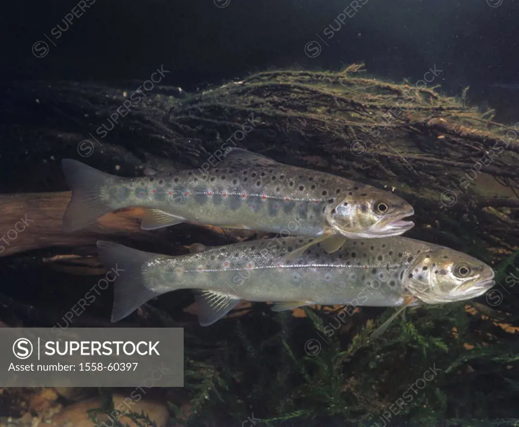 River, brook trouts, Salmo trutta fario  Fish of the year 2005 Animals, fish, freshwater fish, salmon fish, Salmonide, Salmonidae, food fish, trouts, ...