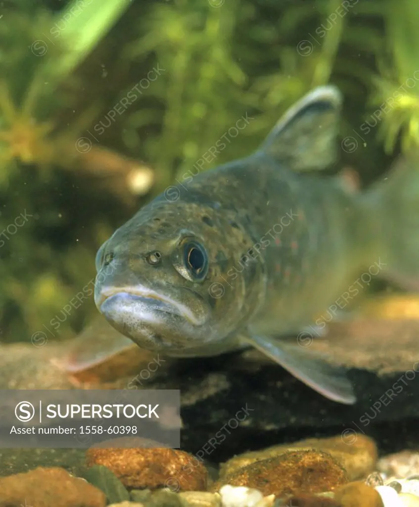River, brook trout, Salmo trutta fario, Detail Fish of the year 2005 Animals, animal, fish, fish, freshwater fish, salmon fish, Salmonide, Salmonidae,...