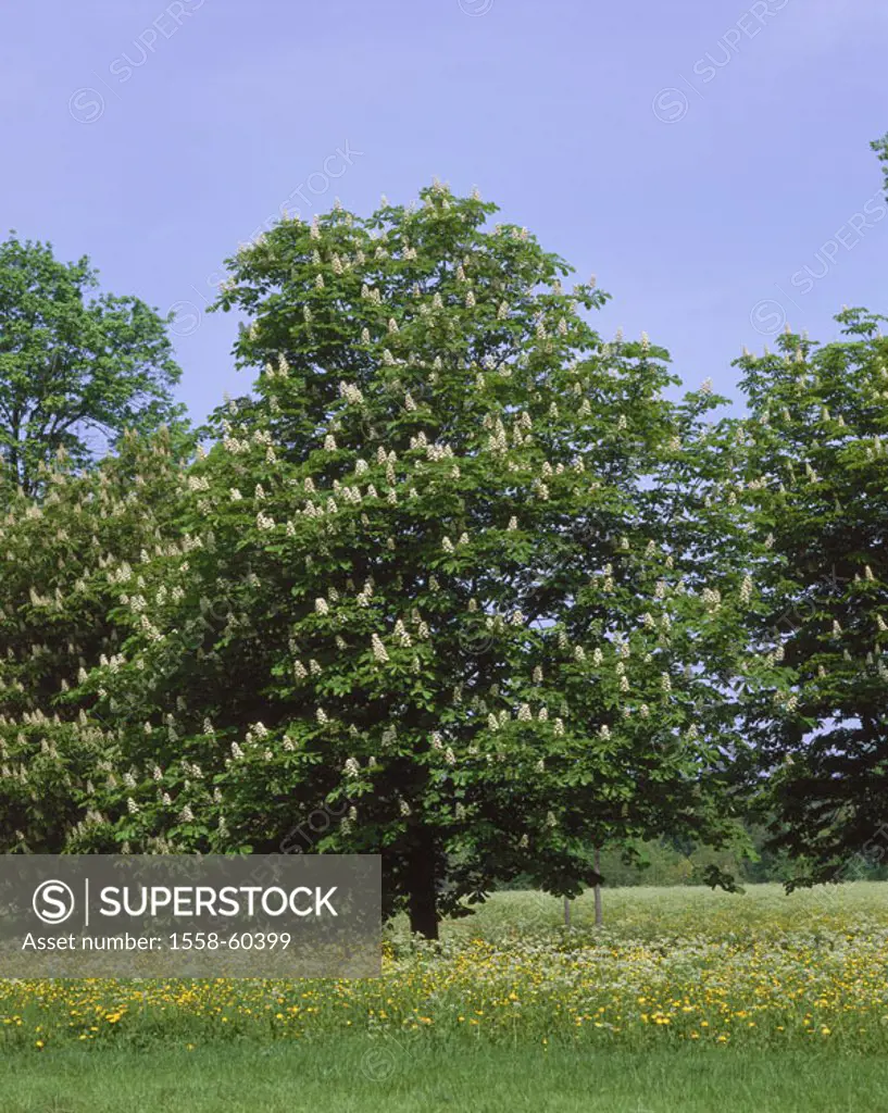 Meadow, mean horse chestnut, Aesculus hippocastanum, spring Tree of the year 2005 Plant, tree, Spanish chestnut tree, steed Spanish chestnut tree,  Ch...