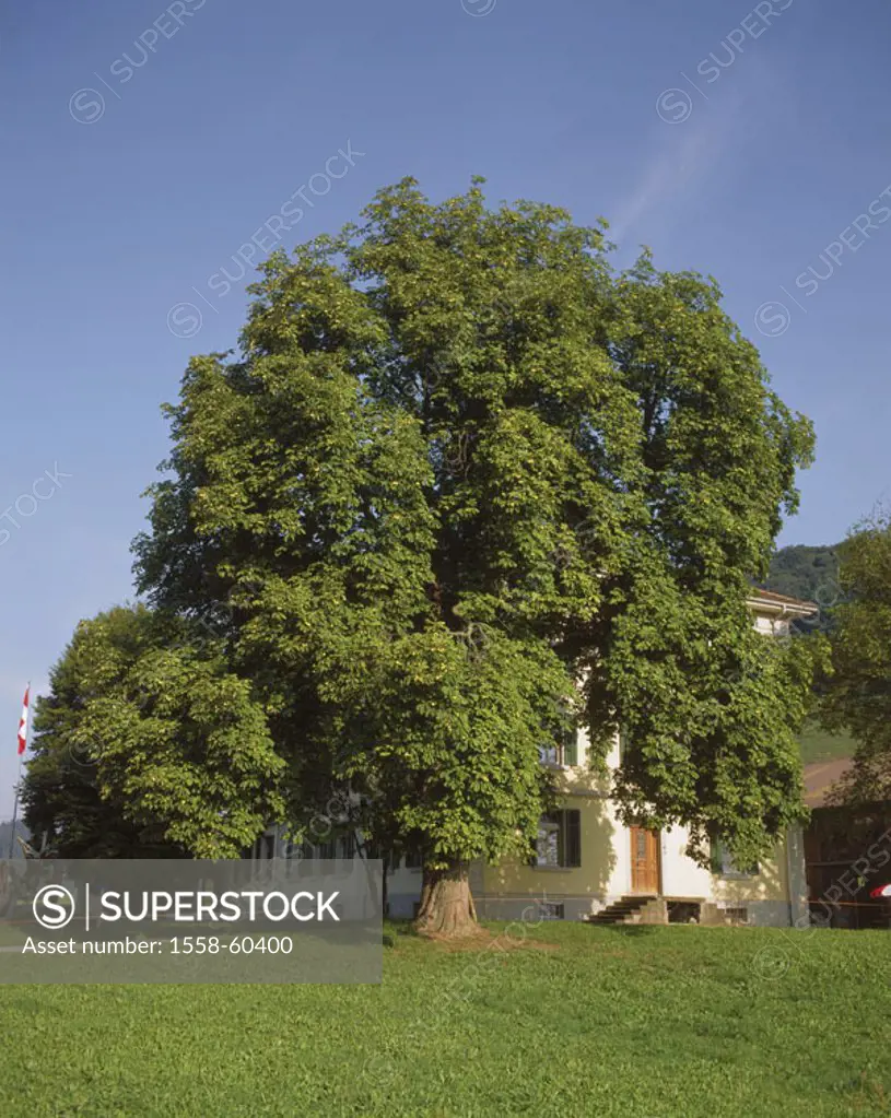 Meadow, mean horse chestnut, Aesculus hippocastanum, summer Tree of the year 2005 Plant, tree, Spanish chestnut tree, steed Spanish chestnut tree,  Na...