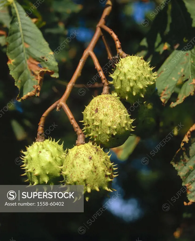 Mean horse chestnut, Aesculus, hippocastanum, detail, branch, fruits Tree of the year 2005 Plant, tree, Spanish chestnut tree, steed Spanish chestnut ...