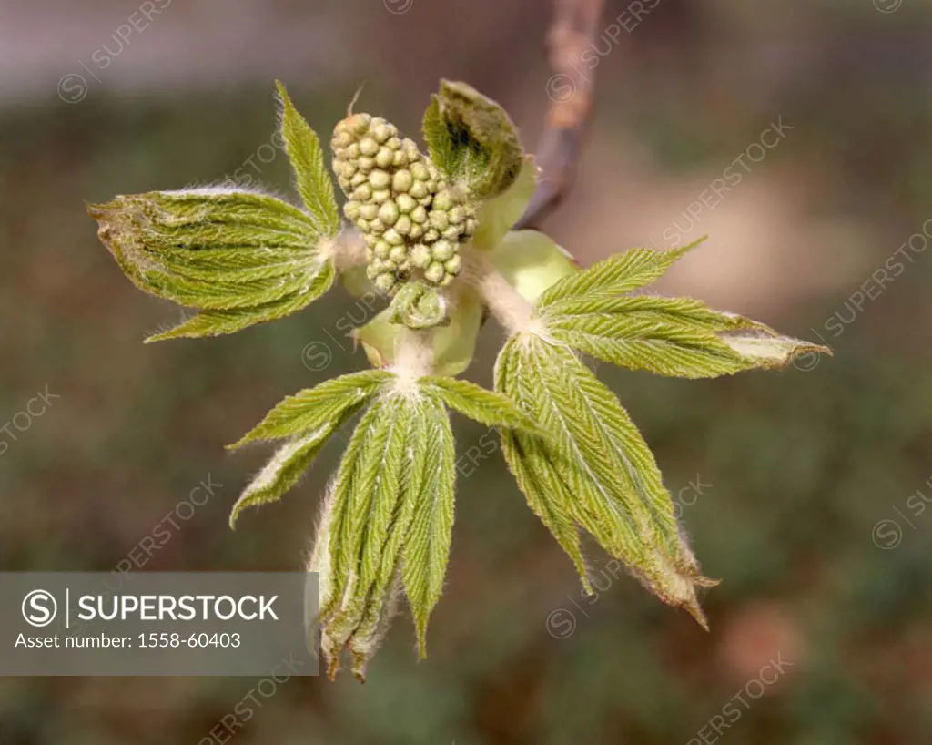Mean horse chestnut, Aesculus, hippocastanum, detail, branch, bud Tree of the year 2005 Plant, tree, Spanish chestnut tree, steed Spanish chestnut tre...