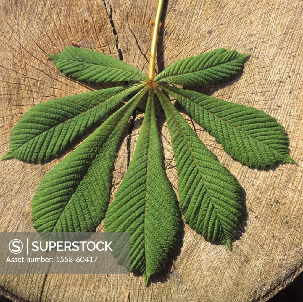 Mean horse chestnut, Aesculus, hippocastanum, detail, leaf Tree of the year 2005 Plant, tree, Spanish chestnut tree, steed Spanish chestnut tree,  Che...