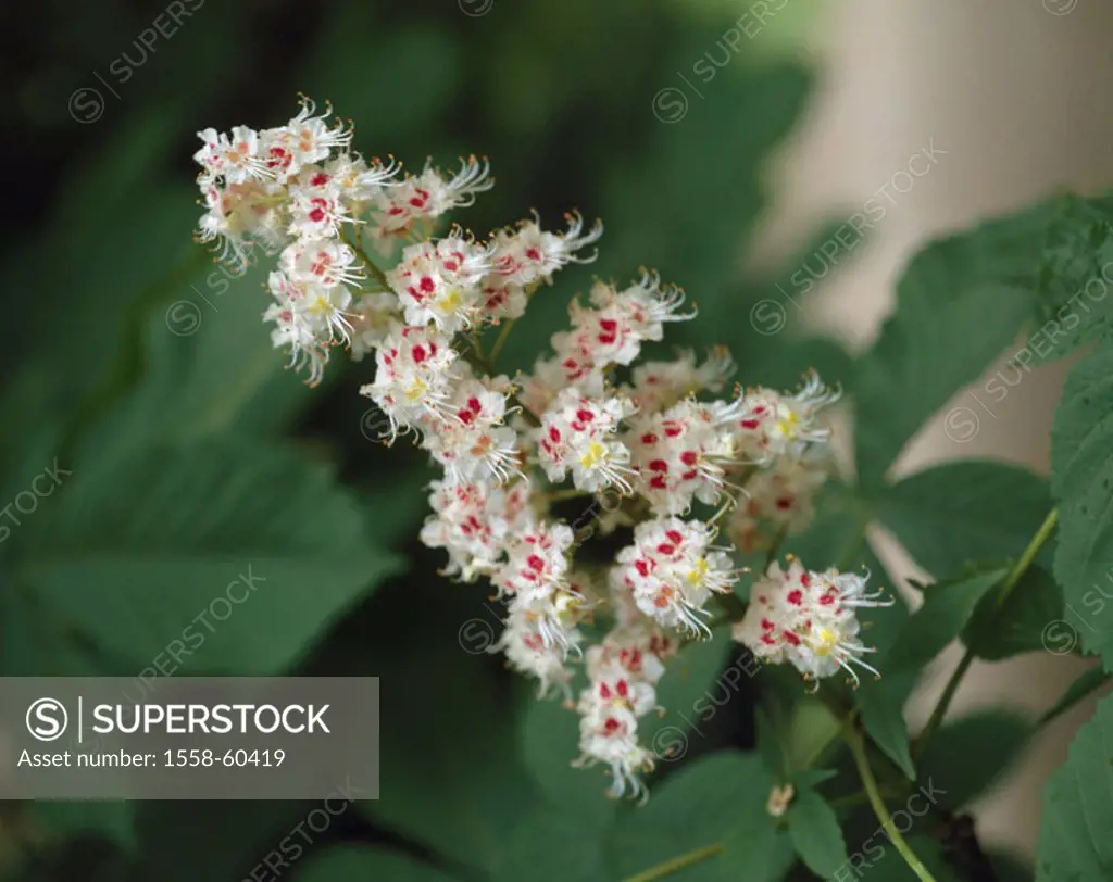 Mean horse chestnut, Aesculus, hippocastanum, detail, bloom, white Tree of the year 2005 Plant, tree, Spanish chestnut tree, steed Spanish chestnut tr...