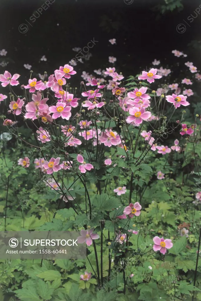 Forest edge, Japan anemones, anemone  japonica, blooms, pink Tree of the year 2005 Nature, plants, flowers, tree, crowfoot plants, Japan anemones, aut...