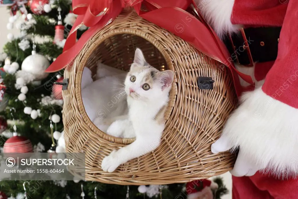 Santa Claus, detail, basket,  Cat  Christmas, , Bescherung, gift, Christmas gift, surprise, Transportkorb, Animal, animal, cats, kittens, house cat, l...