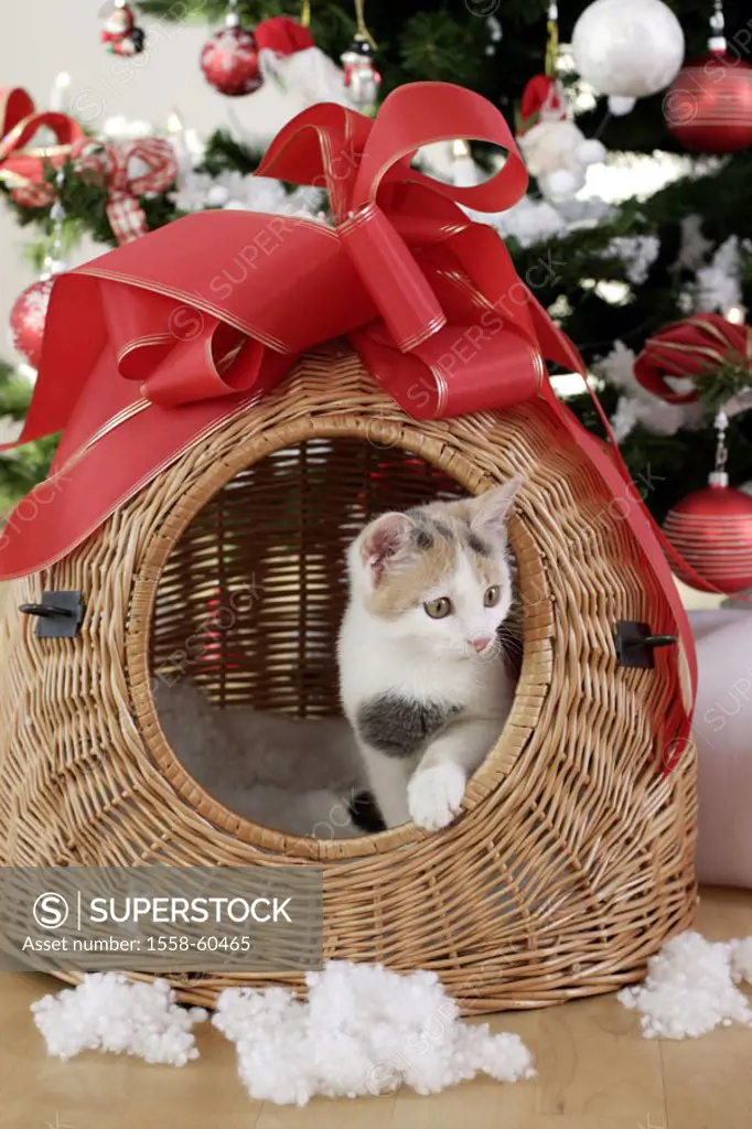 Christmas tree, detail, basket,  Cat  Christmas, , Bescherung, gift, Christmas gift, surprise, Transportkorb, Animal, animal, cats, kittens, house cat...